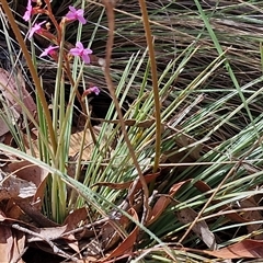 Stylidium graminifolium at Marulan, NSW - 9 Nov 2024 10:26 AM