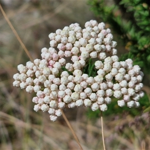 Ozothamnus diosmifolius at Marulan, NSW - 9 Nov 2024 10:25 AM