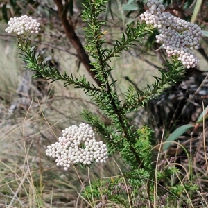 Ozothamnus diosmifolius at Marulan, NSW - 9 Nov 2024 10:25 AM