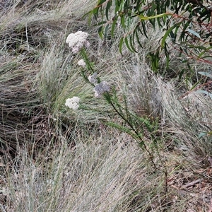 Ozothamnus diosmifolius at Marulan, NSW - 9 Nov 2024 10:25 AM