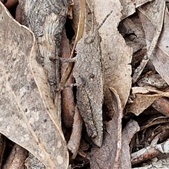 Acrididae sp. (family) (Unidentified Grasshopper) at Marulan, NSW - 9 Nov 2024 by trevorpreston