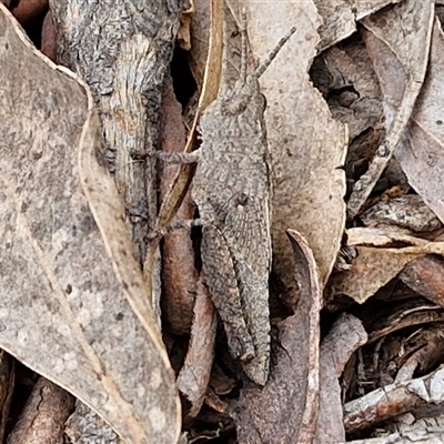 Unidentified Grasshopper (several families) at Marulan, NSW - 8 Nov 2024 by trevorpreston