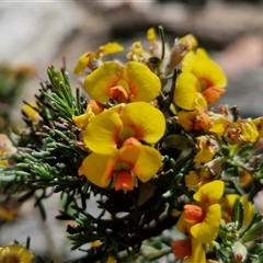 Dillwynia sericea (Egg And Bacon Peas) at Marulan, NSW - 9 Nov 2024 by trevorpreston