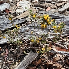 Dillwynia sericea at Marulan, NSW - 9 Nov 2024