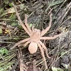 Unidentified Huntsman spider (Sparassidae) at Pipeclay, NSW - 1 Nov 2024 by MVM