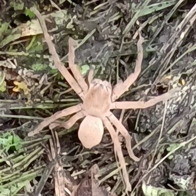 Unidentified Huntsman spider (Sparassidae) at Pipeclay, NSW - 1 Nov 2024 by MVM