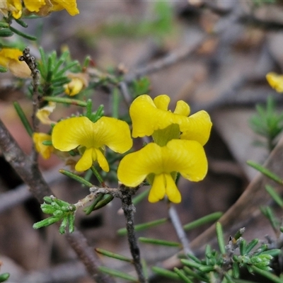 Dillwynia sericea (Egg And Bacon Peas) at Marulan, NSW - 9 Nov 2024 by trevorpreston