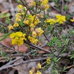 Dillwynia sericea at Marulan, NSW - 9 Nov 2024 09:56 AM