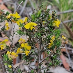 Dillwynia sericea at Marulan, NSW - 9 Nov 2024 09:56 AM