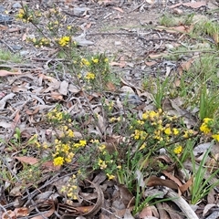 Dillwynia sericea at Marulan, NSW - 9 Nov 2024 09:56 AM