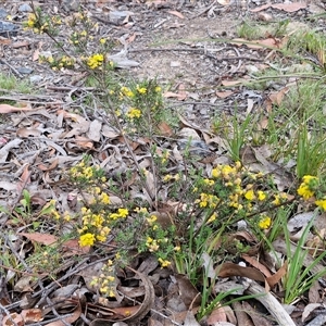 Dillwynia sericea at Marulan, NSW - 9 Nov 2024 09:56 AM