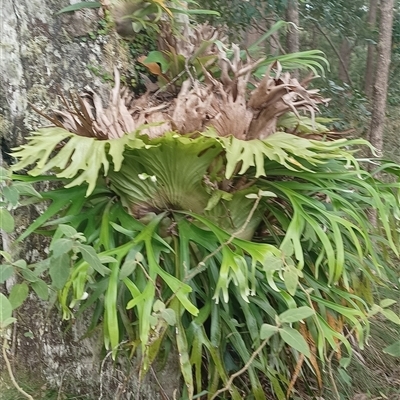 Platycerium bifurcatum at Pipeclay, NSW - 5 Oct 2024 by MVM