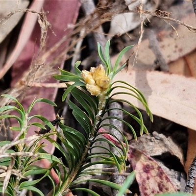 Lomandra obliqua (Twisted Matrush) at Marulan, NSW - 8 Nov 2024 by trevorpreston