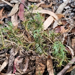 Lomandra obliqua at Marulan, NSW - 9 Nov 2024 09:54 AM