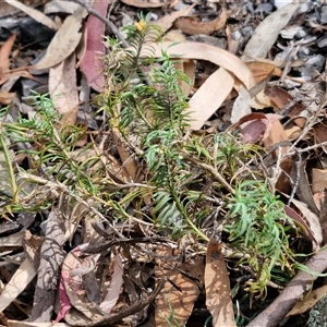 Lomandra obliqua at Marulan, NSW - 9 Nov 2024