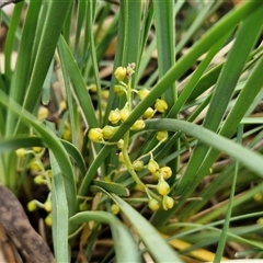 Lomandra filiformis subsp. coriacea (Wattle Matrush) at Marulan, NSW - 9 Nov 2024 by trevorpreston