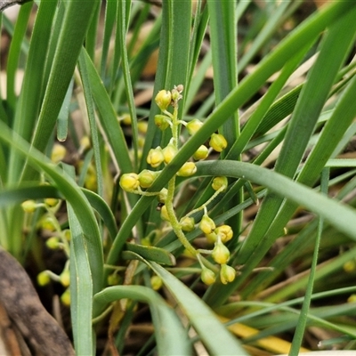 Lomandra filiformis subsp. coriacea (Wattle Matrush) at Marulan, NSW - 8 Nov 2024 by trevorpreston