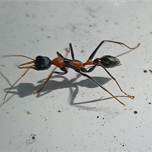 Myrmecia nigrocincta at Pipeclay, NSW - suppressed