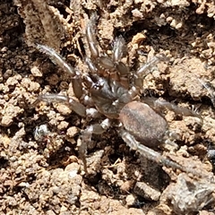 Paraembolides sp. (genus) (A Slender Funnel-web spider) at Marulan, NSW - 9 Nov 2024 by trevorpreston