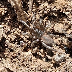 Paraembolides sp. (genus) at Marulan, NSW - 9 Nov 2024 09:49 AM