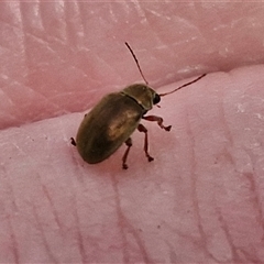 Edusella sp. (genus) (A leaf beetle) at Marulan, NSW - 8 Nov 2024 by trevorpreston