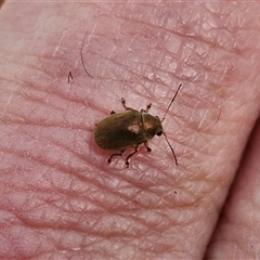 Edusella sp. (genus) at Marulan, NSW - 9 Nov 2024