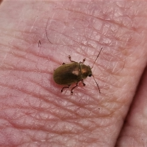 Edusella sp. (genus) at Marulan, NSW - 9 Nov 2024