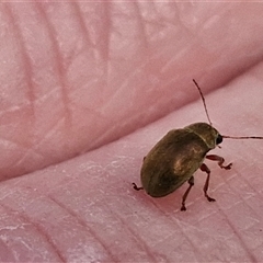 Edusella sp. (genus) at Marulan, NSW - 9 Nov 2024 09:49 AM