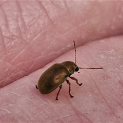 Edusella sp. (genus) at Marulan, NSW - 9 Nov 2024