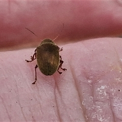 Edusella sp. (genus) at Marulan, NSW - 9 Nov 2024