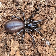 Hadronyche sp. (genus) (A funnel web) at Marulan, NSW - 9 Nov 2024 by trevorpreston