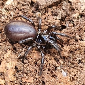 Hadronyche sp. (genus) at Marulan, NSW - 9 Nov 2024