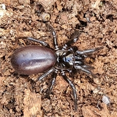 Hadronyche sp. (genus) at Marulan, NSW - 9 Nov 2024