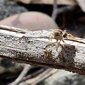 Cerdistus sp. (genus) at Marulan, NSW - 9 Nov 2024