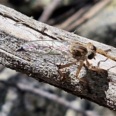 Cerdistus sp. (genus) at Marulan, NSW - 9 Nov 2024