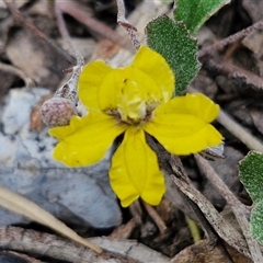 Goodenia hederacea subsp. hederacea (Ivy Goodenia, Forest Goodenia) at Marulan, NSW - 9 Nov 2024 by trevorpreston