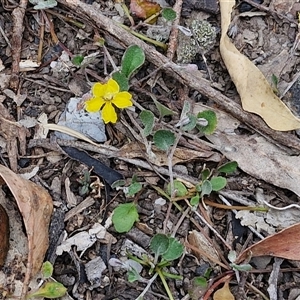 Goodenia hederacea subsp. hederacea at Marulan, NSW - 9 Nov 2024 09:35 AM