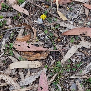 Goodenia hederacea subsp. hederacea at Marulan, NSW - 9 Nov 2024 09:35 AM