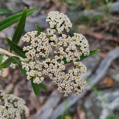 Ozothamnus argophyllus (Spicy Everlasting) at Marulan, NSW - 8 Nov 2024 by trevorpreston