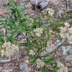 Ozothamnus argophyllus at Marulan, NSW - 9 Nov 2024