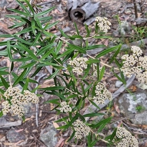 Ozothamnus argophyllus at Marulan, NSW - 9 Nov 2024 09:35 AM