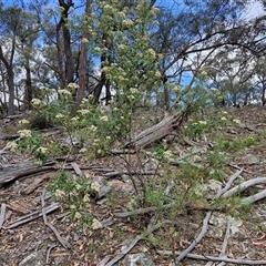 Ozothamnus argophyllus at Marulan, NSW - 9 Nov 2024