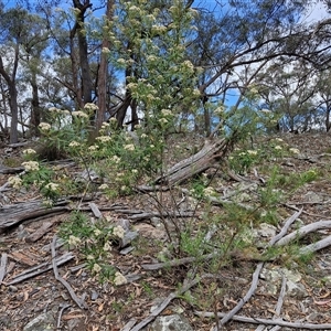 Ozothamnus argophyllus at Marulan, NSW - 9 Nov 2024