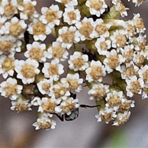 Ozothamnus argophyllus at Marulan, NSW - 9 Nov 2024