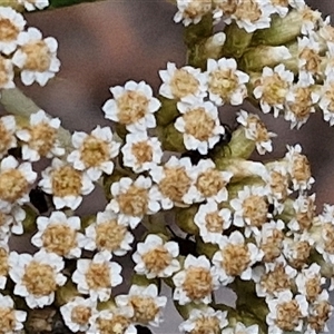 Ozothamnus argophyllus at Marulan, NSW - 9 Nov 2024 09:35 AM