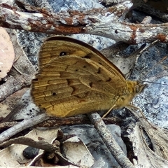 Heteronympha merope (Common Brown Butterfly) at Marulan, NSW - 9 Nov 2024 by trevorpreston