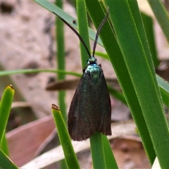 Pollanisus (genus) (A Forester Moth) at Marulan, NSW - 9 Nov 2024 by trevorpreston