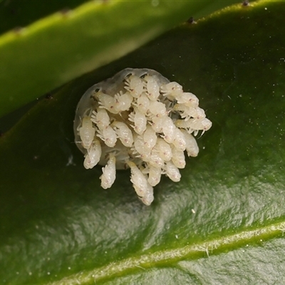 Unverified Insect by debhart