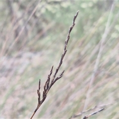 Lepidosperma urophorum (Tailed Rapier-sedge) at Marulan, NSW - 8 Nov 2024 by trevorpreston