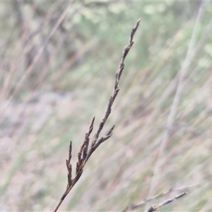 Lepidosperma urophorum at Marulan, NSW - 9 Nov 2024 09:32 AM